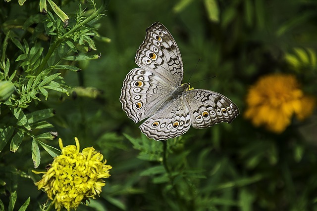 Gardening for Serenity and Joy