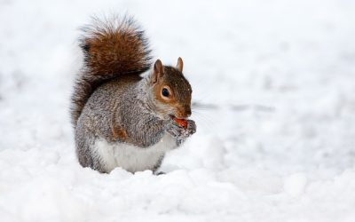 Garden Wildlife: Biodiversity in Your Backyard