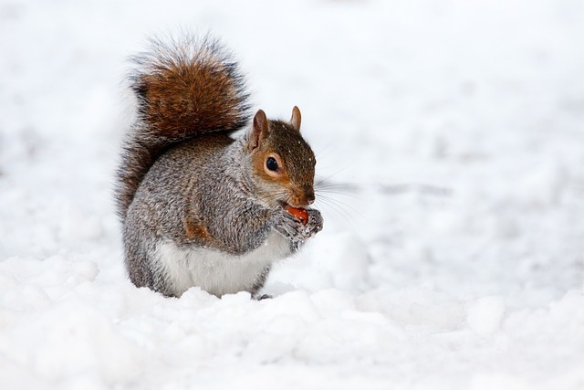 Garden Wildlife: Biodiversity in Your Backyard