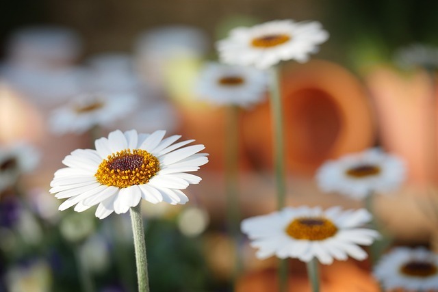 Organic Gardening: A Primer 

Gardening 101: A Beginner’s Guide

Planting a Garden of Colorful Blooms