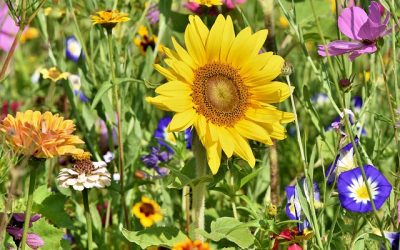 Organic Gardening: A Path to Health and Happiness