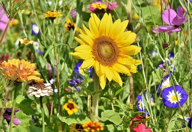 Organic Gardening: A Path to Health and Happiness