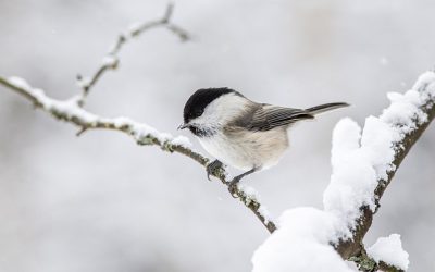 Garden Wildlife: Nature at Your Doorstep