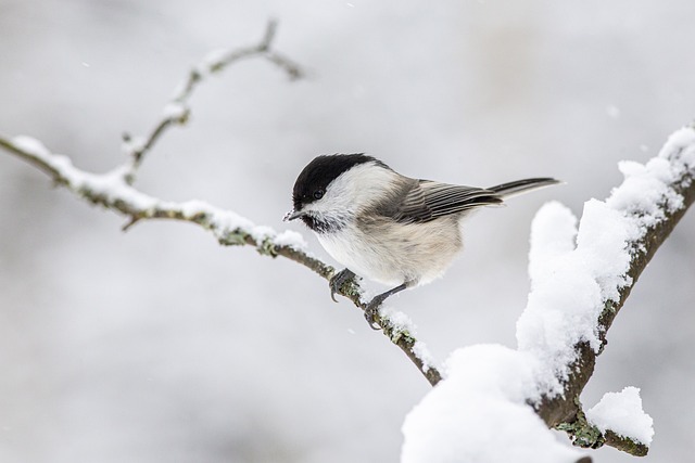 Garden Wildlife: Nature at Your Doorstep