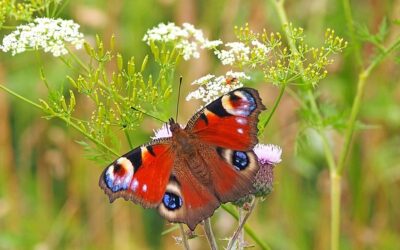 Growing Flowers to Enhance Your Garden