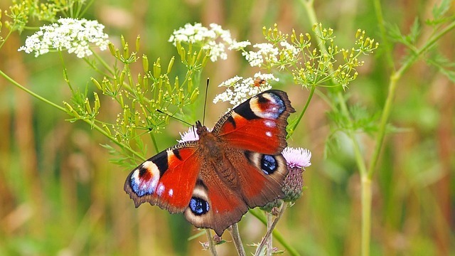 Growing Flowers to Enhance Your Garden