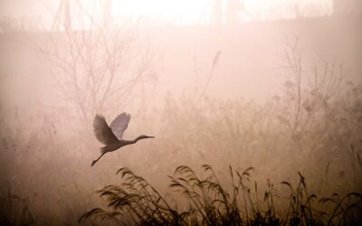 Attracting Beneficial Garden Wildlife