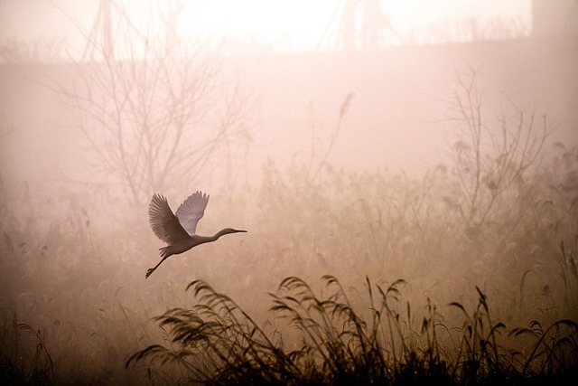 Attracting Beneficial Garden Wildlife