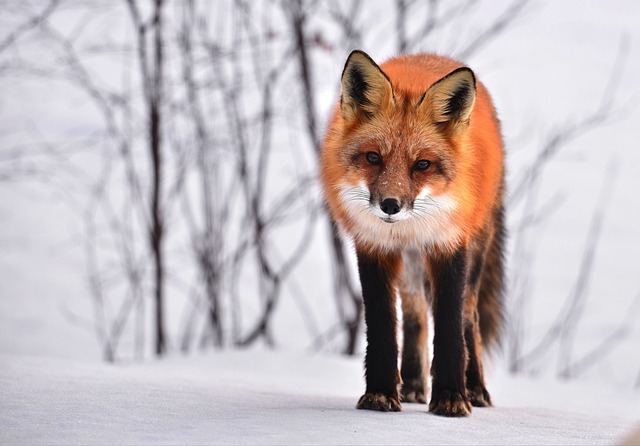 Bringing Wildlife to the Garden for Natural Balance