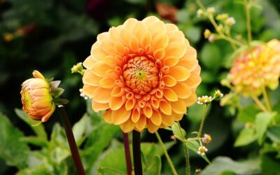 Fall Blooms: Deciding Which Flowers to Plant for Fall