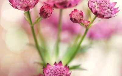 Coloring the Garden with Summer Flowers