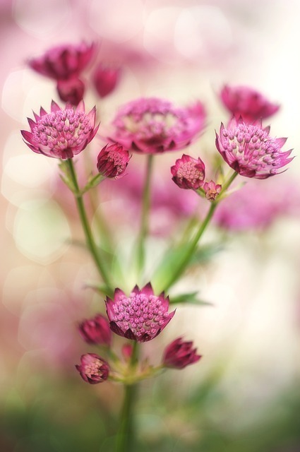 Coloring the Garden with Summer Flowers