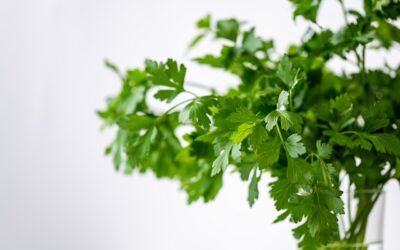 Planting Herbs for Flavor and Wellbeing