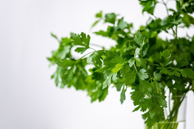 Planting Herbs for Flavor and Wellbeing