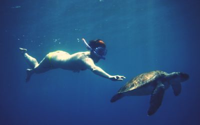 Aruba’s Sea Turtles In Beautiful Clear Water